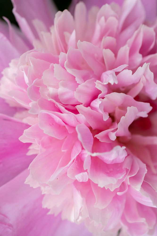 Photograph by Анжелика Сороколетова