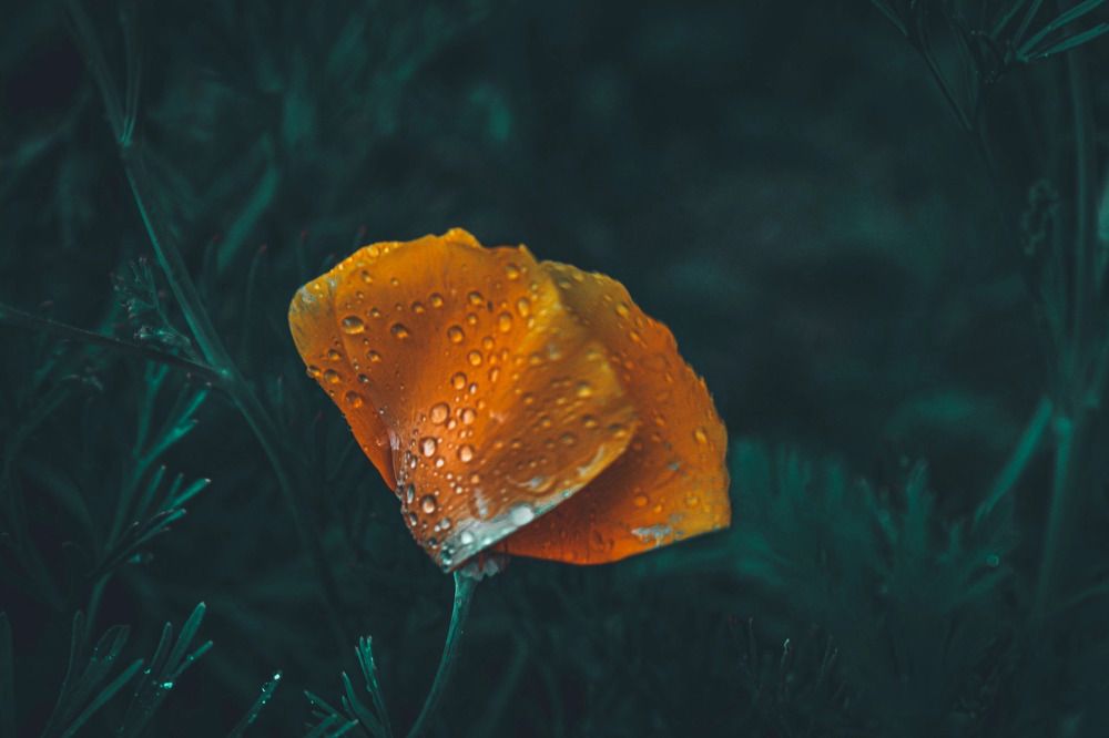 Photograph by Мария Рейтерн