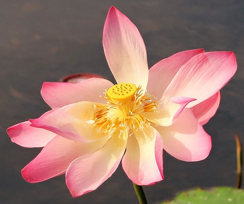 Lovely Lotus Flower