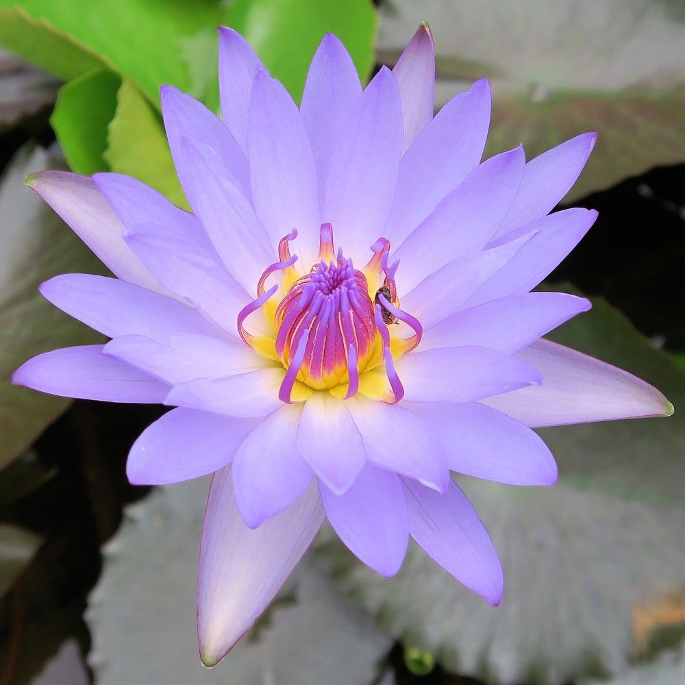 Water Lily with Purple Stamens