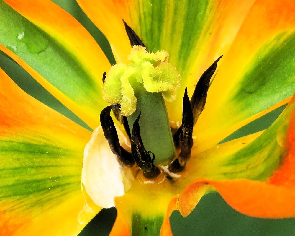 Photograph by Dennis Ng