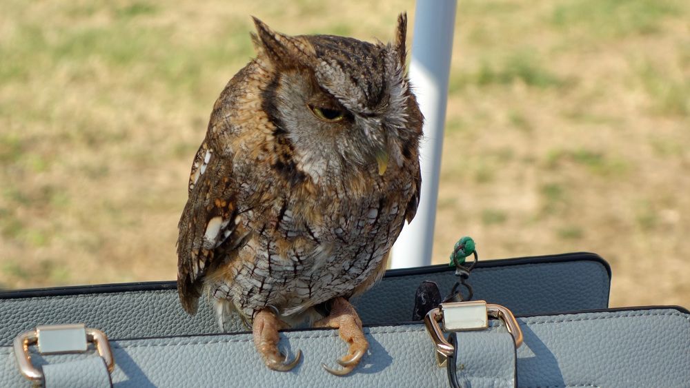 Assiolo (Otus scops)