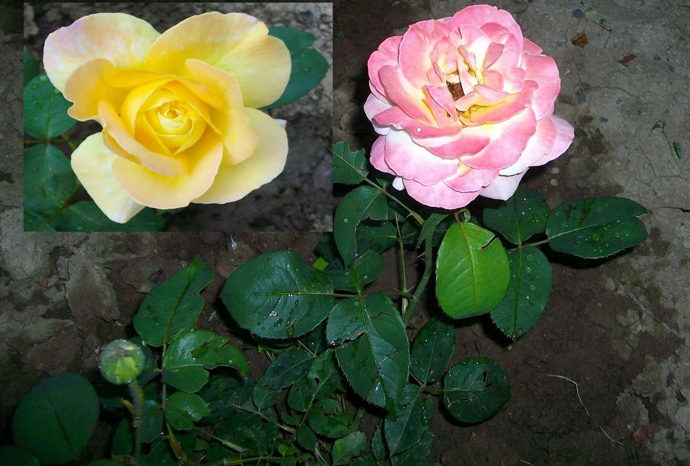 Photograph by Володимир Федишин