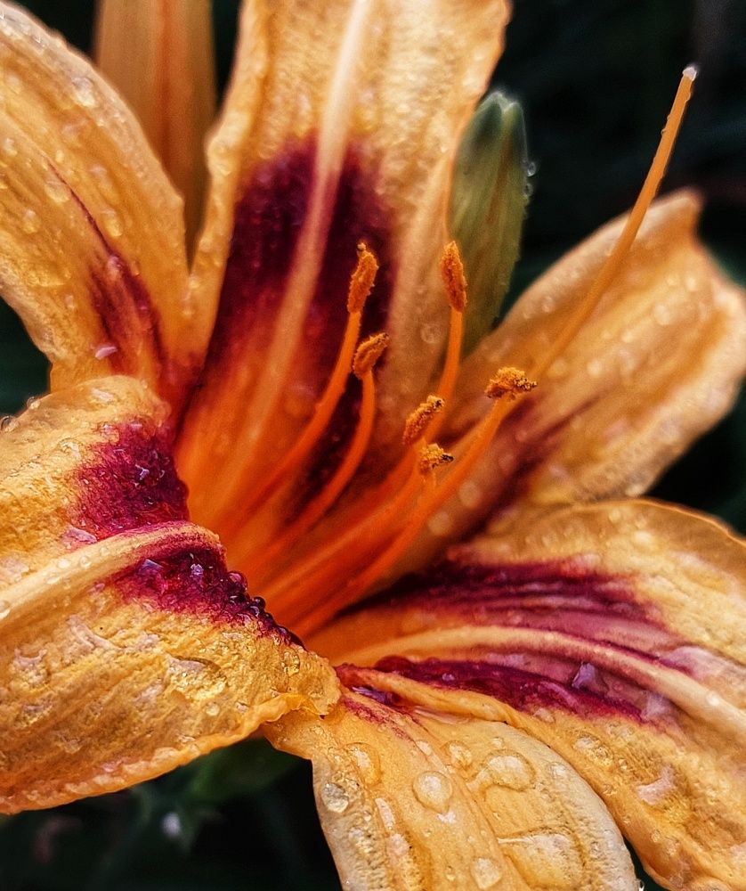 Photograph by Юлия Коробкова