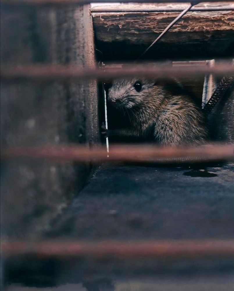 Rat on trapped