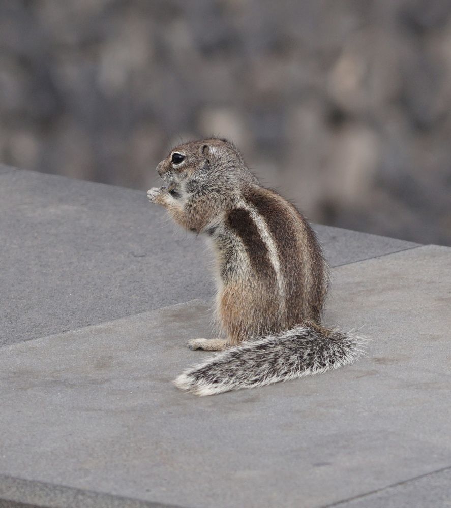 Фотография автора Liudmila Kiermeier