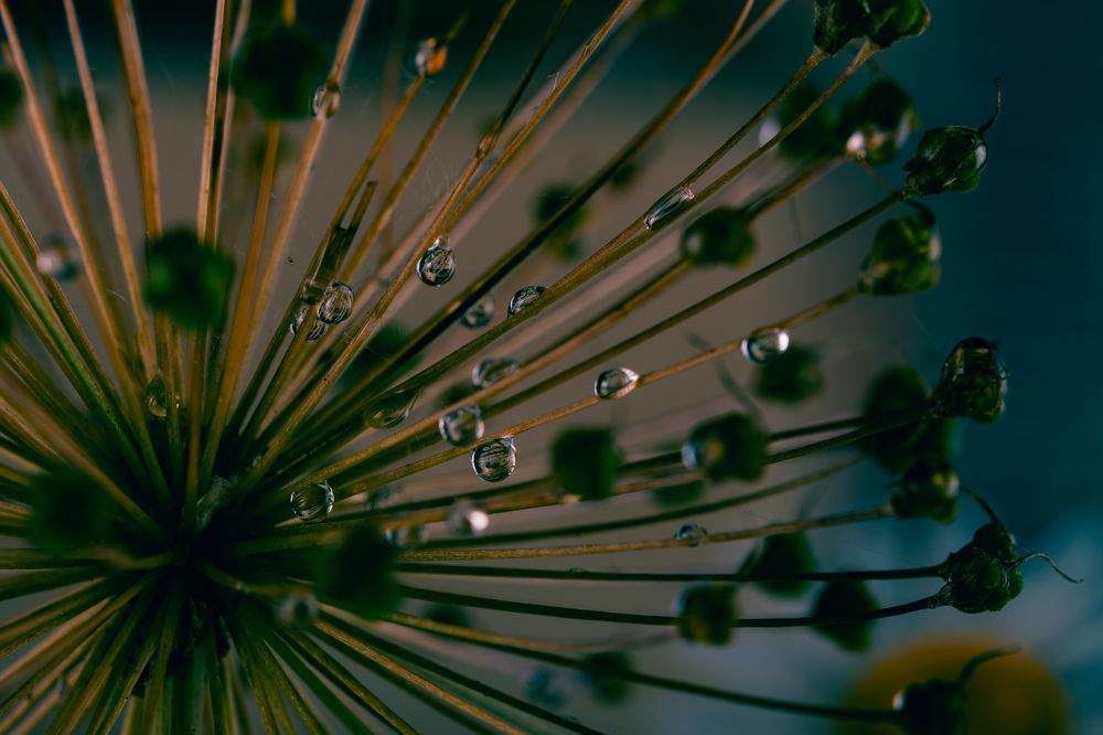 Photograph by Елена Богдан