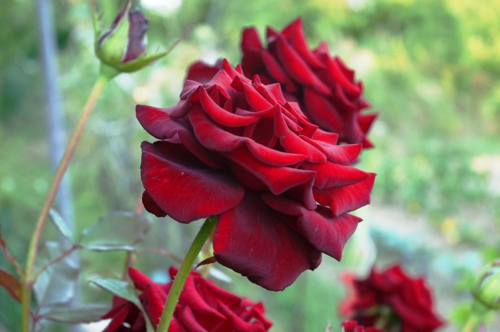 Photograph by Володимир Федишин