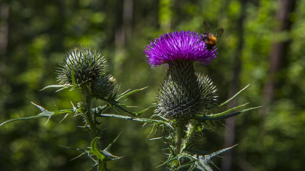 Розовый осот