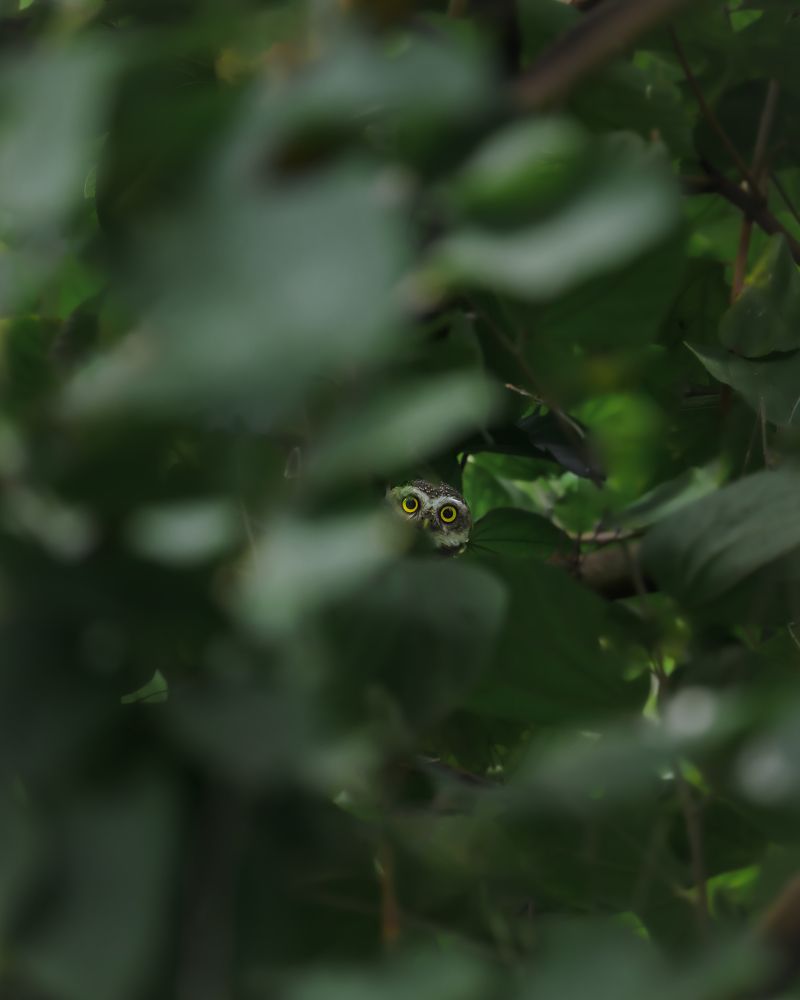 Photograph by Siddhartha Roy Choudhury