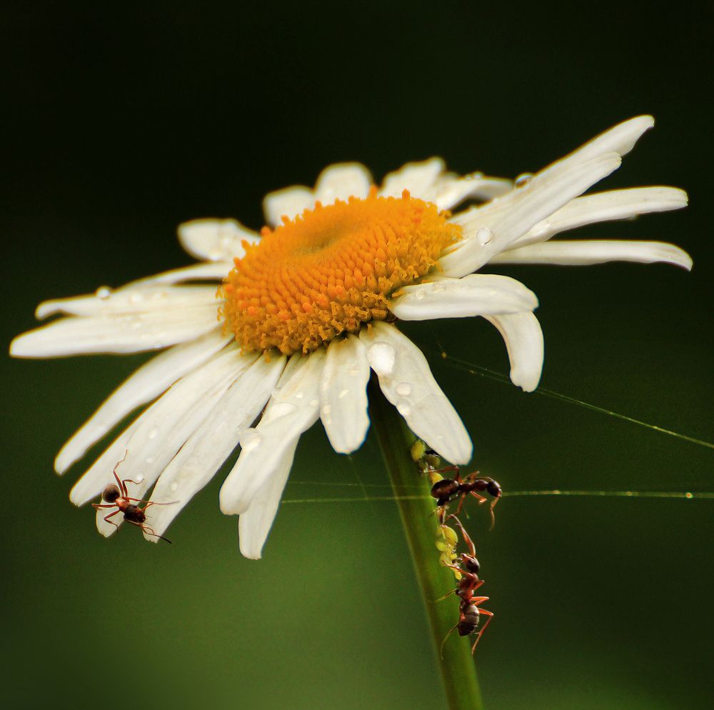 Photograph by 