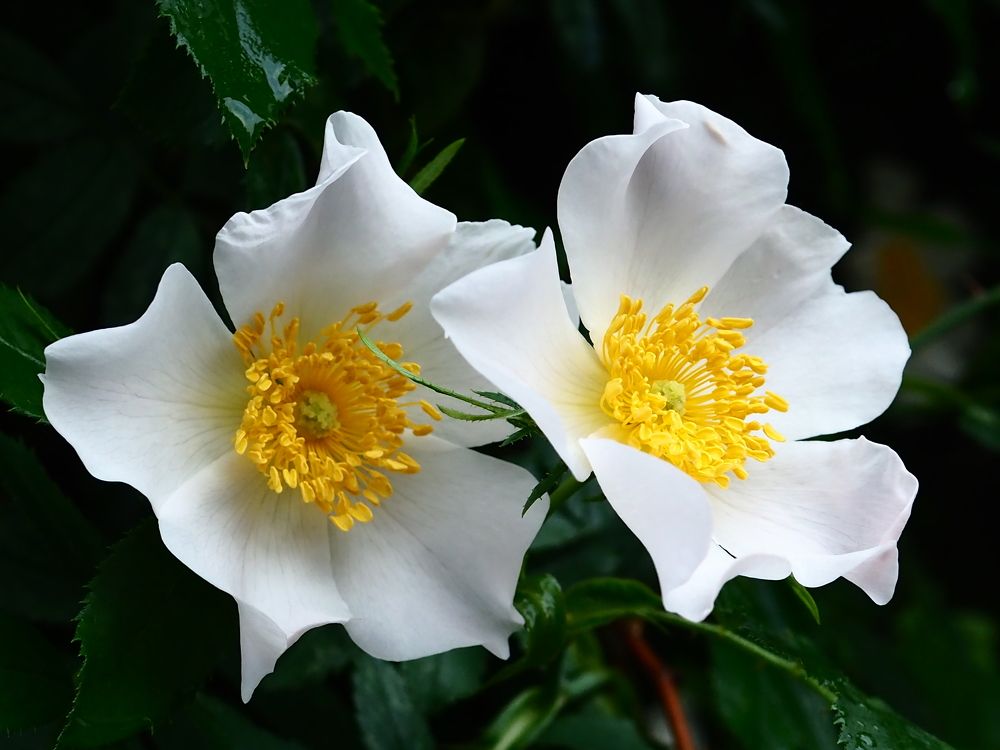 Photograph by Елена Харитонова