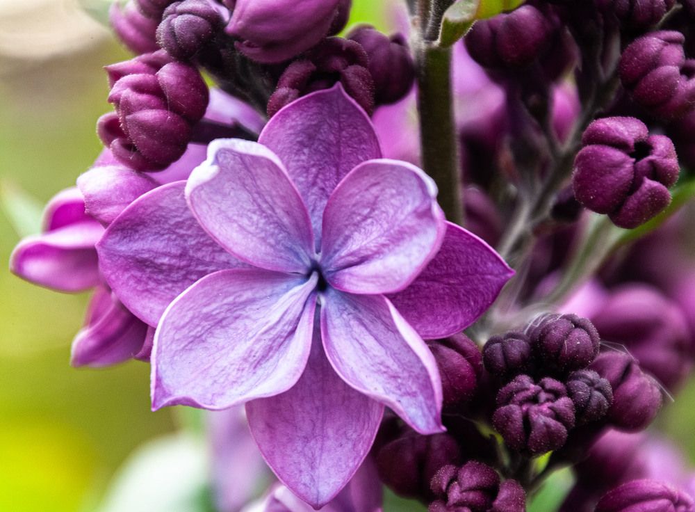 Photograph by Vladimir  Komarov