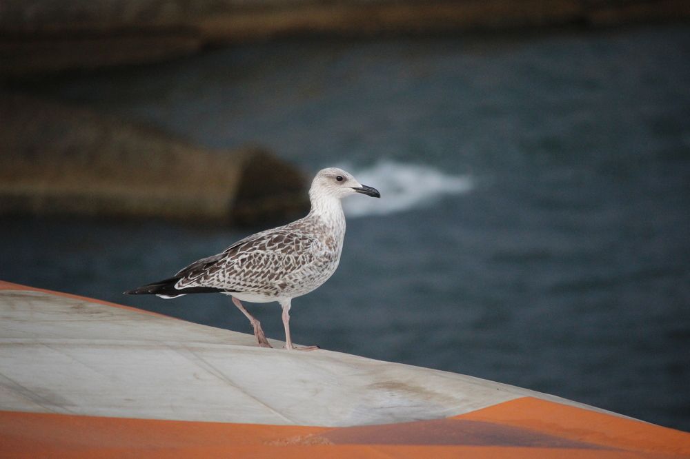 Photograph by Галина Мазур