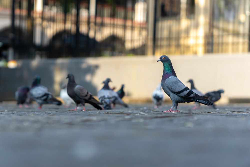 Photograph by Sonnadara Kushan Madushanka