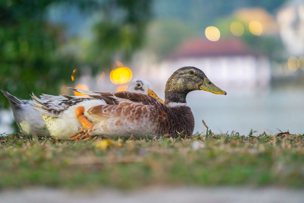 Photograph by Sonnadara Kushan Madushanka