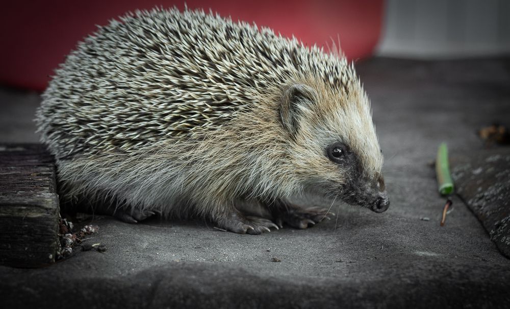 A young hedgehog on roofing material