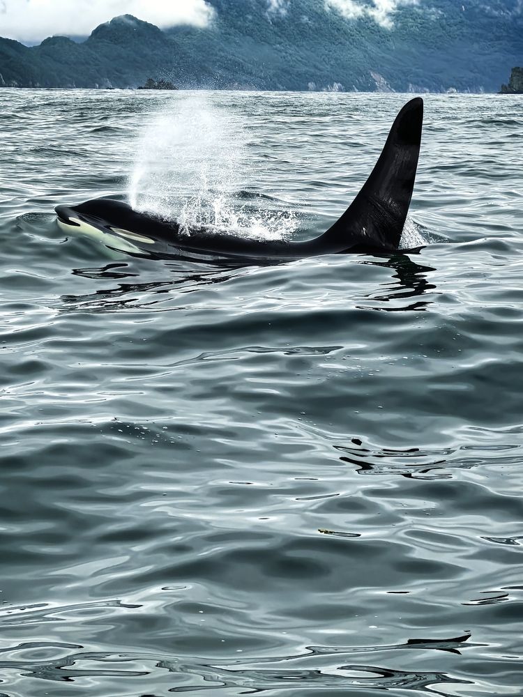 Фотография автора Kseniia