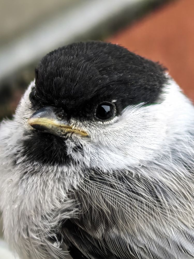 Фотография автора Kseniia