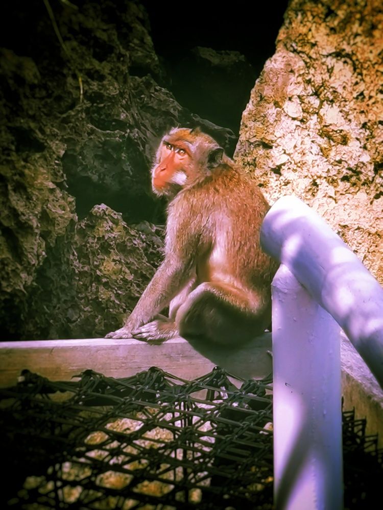 Monkey to Human : What ???