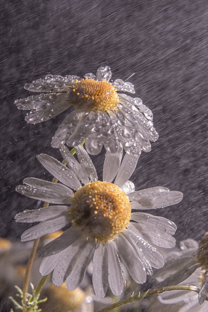Photograph by Бурикова Екатерина