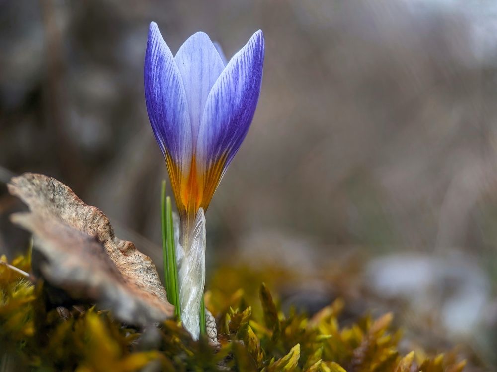 Crocus