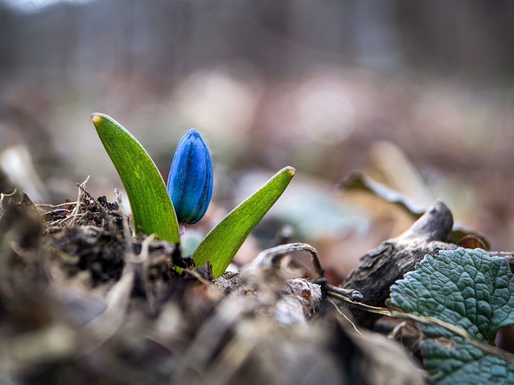 Siberian Squill