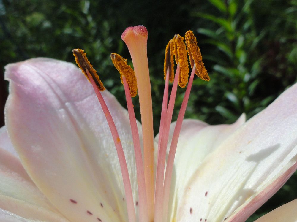 Photograph by Алла Бойко