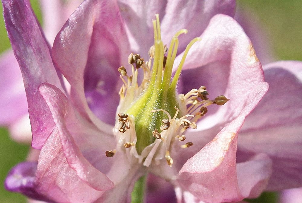 Photograph by Алла Бойко