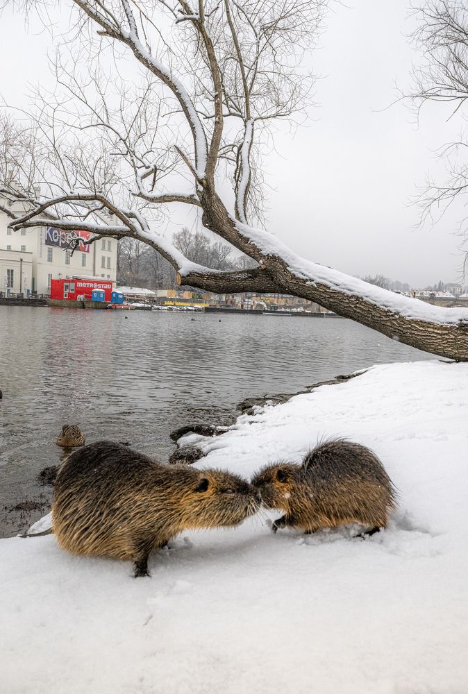 Нежный поцелуй