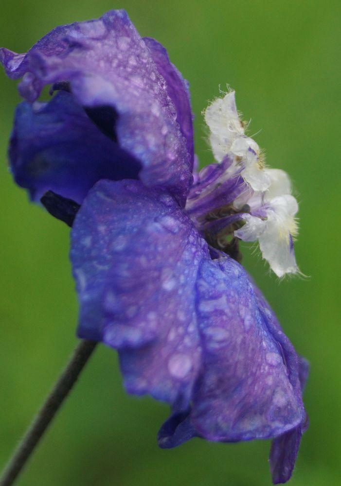 Photograph by Алла Бойко