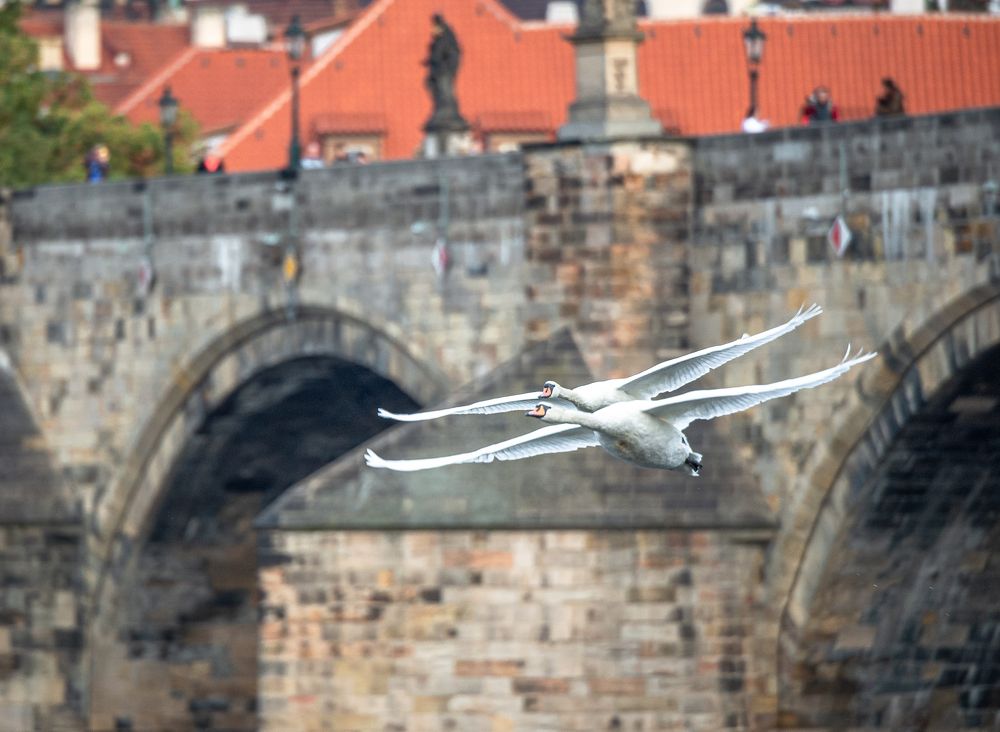 Лебединая пара