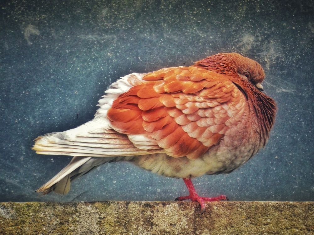 Photograph by Patrícia cruz