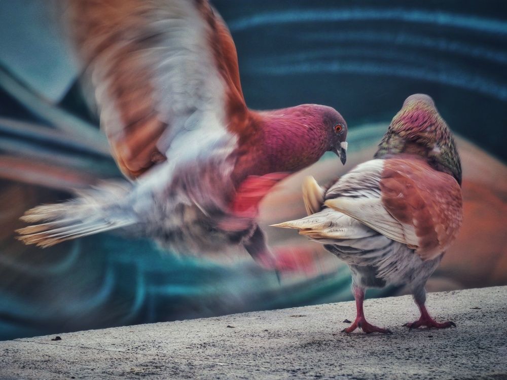 Photograph by Patrícia cruz