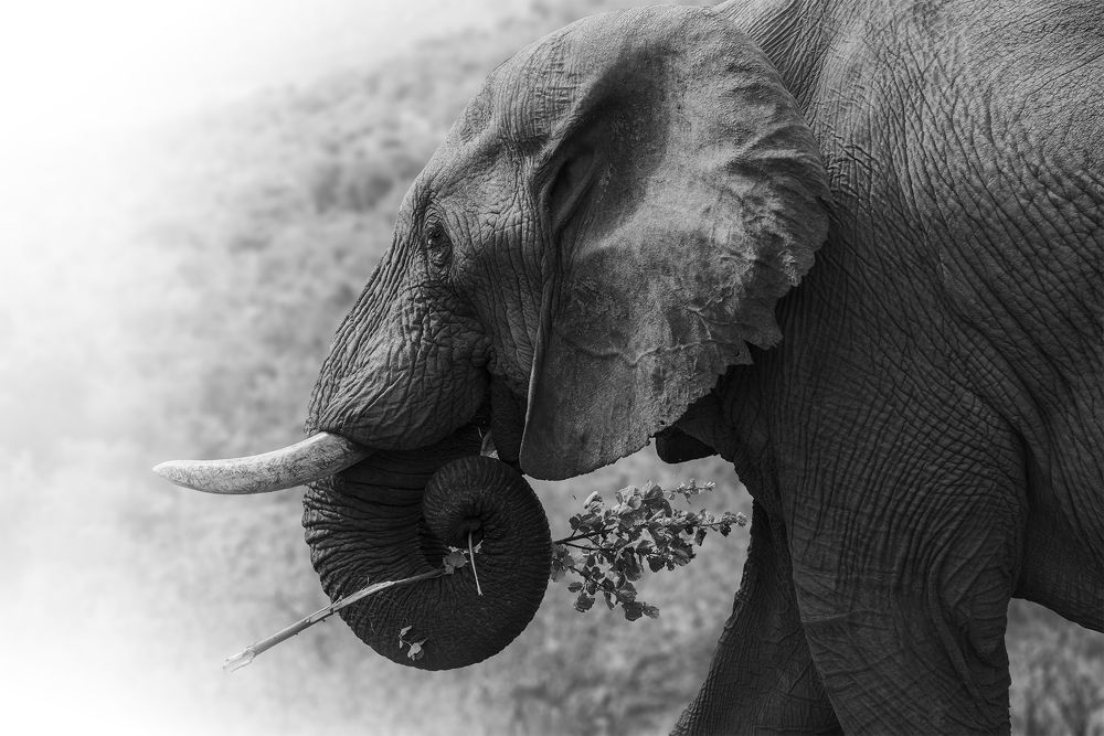 Photograph by Tanja Wolfaardt