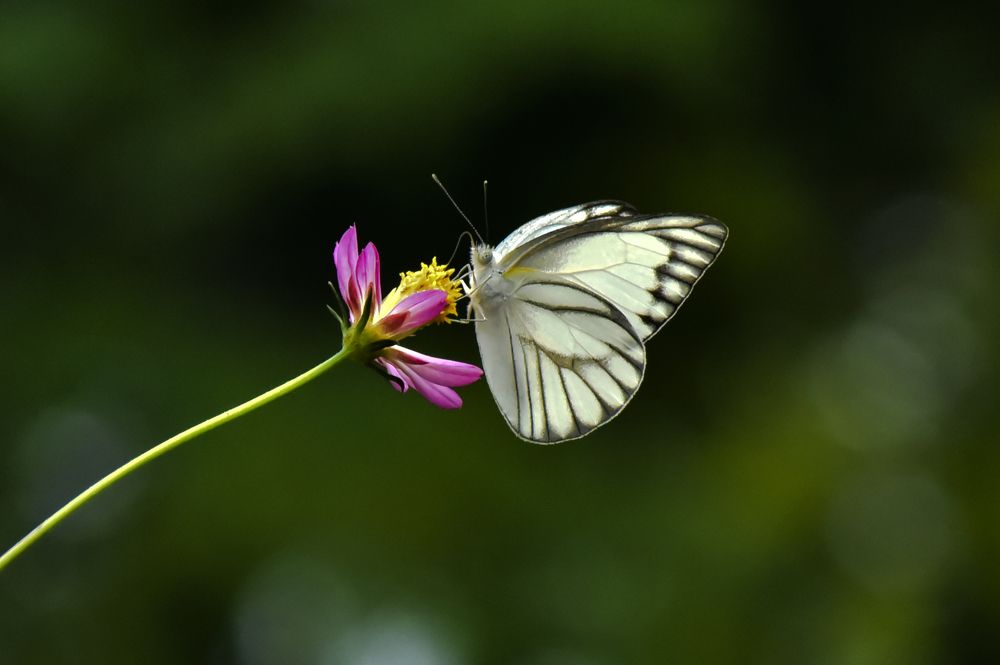 Photograph by Pujo Cahyono