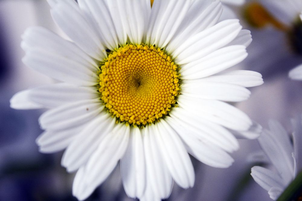 Photograph by Алина Имрановна