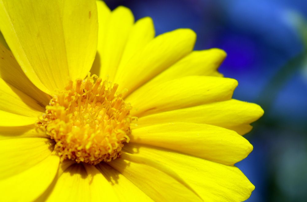 Photograph by Алина Имрановна