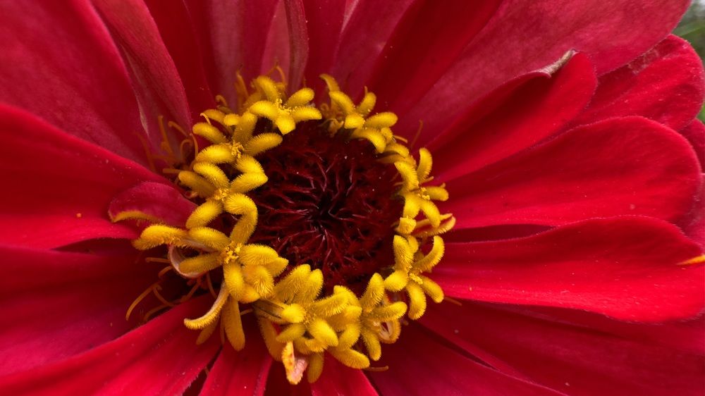 Сердцевина цветка