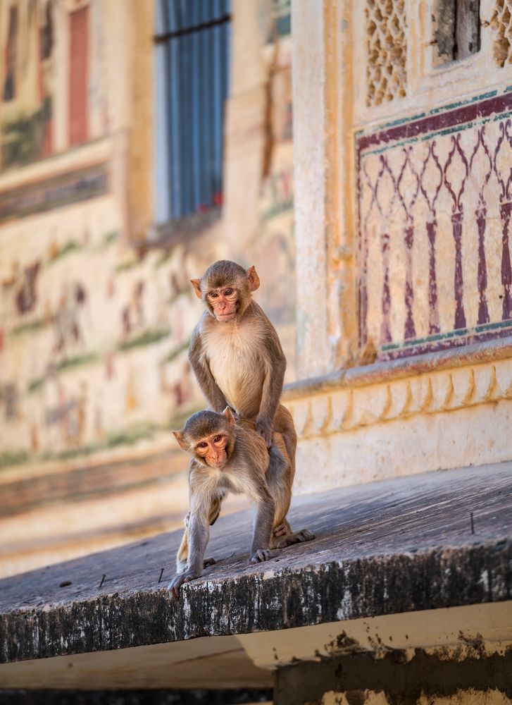 Photograph by Эрнест Вахеди