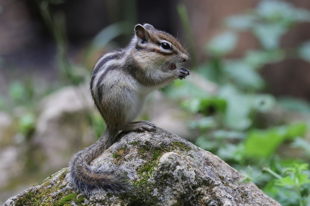 Фотография автора Адия Кочубей