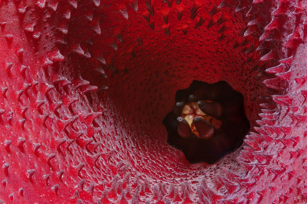 Фотография автора Stanislav Yendrek