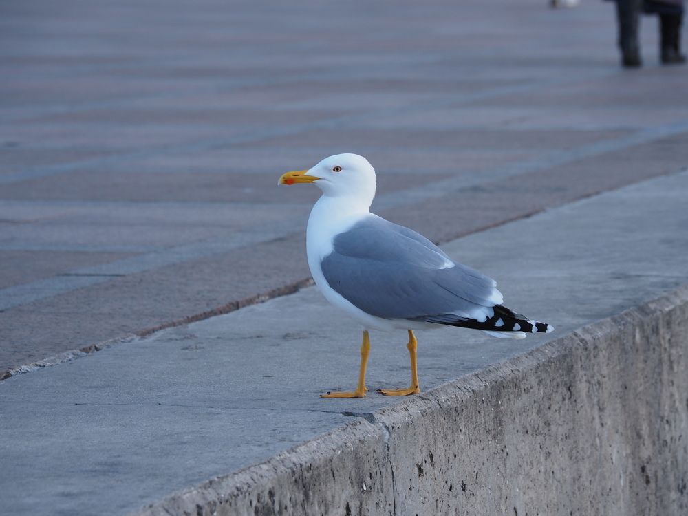 Photograph by Сергей Борисов