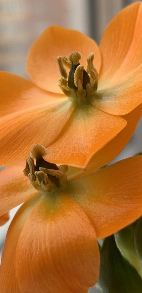 Птицемлечник