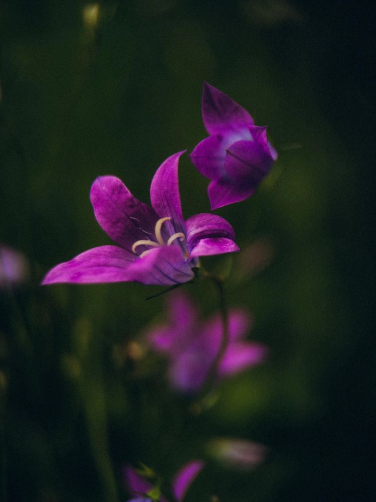 Photograph by Алиса Нежинская