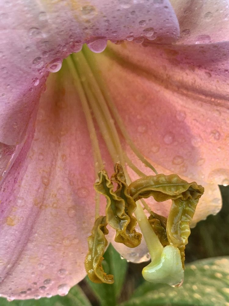 Photograph by гульназ замалеева