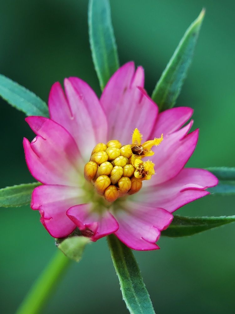 Photograph by Mimie Saari