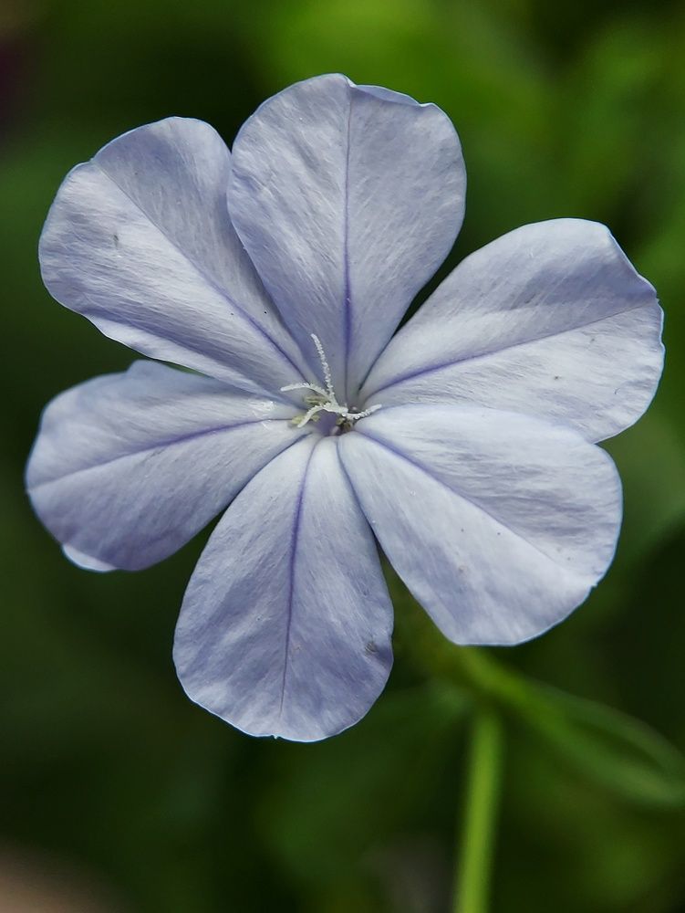 Photograph by Mimie Saari