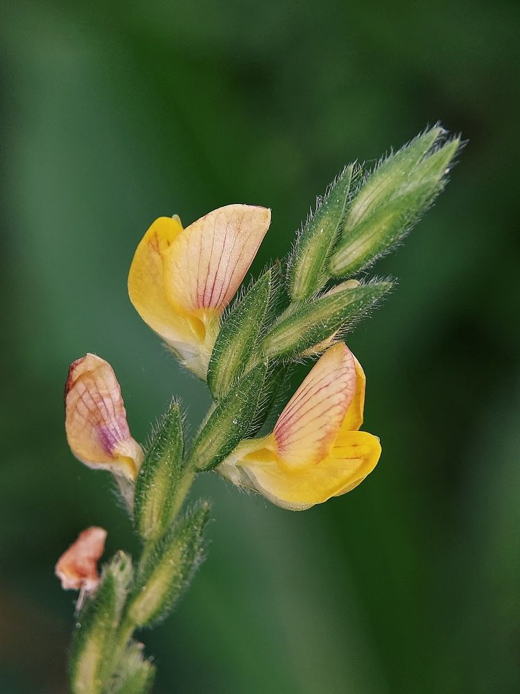 Photograph by Mimie Saari