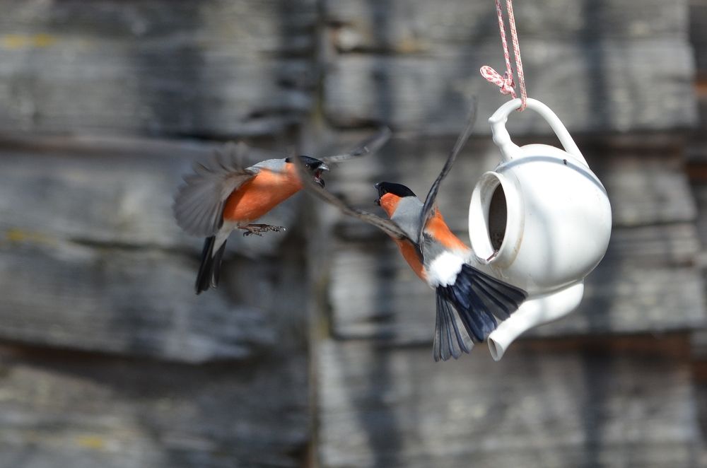 Photograph by Галина Катанова